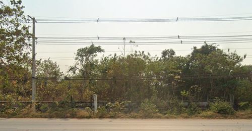 Land for sale, area 26 rai 0 ngan 4.2 sq m, next to Thai Watsadu, near Suwannason Road, Sa Kaeo Province.