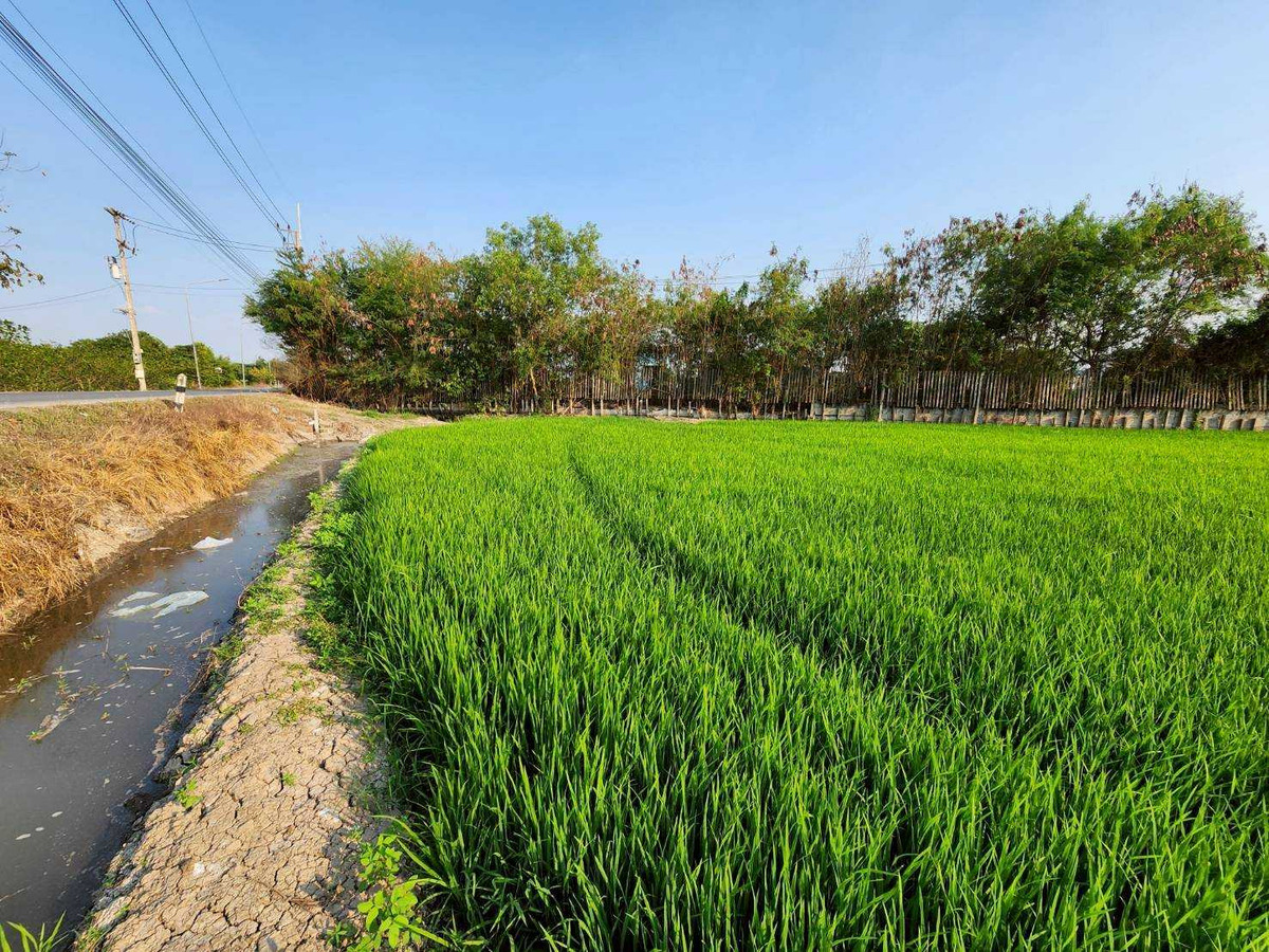 ขายที่ดินแปลงสวย ปทุมธานี ลาดหลุมแก้ว 16ไร่เศษ  ขายเพียงไร่ละ 1.2ล้าน – รูปที่ 4