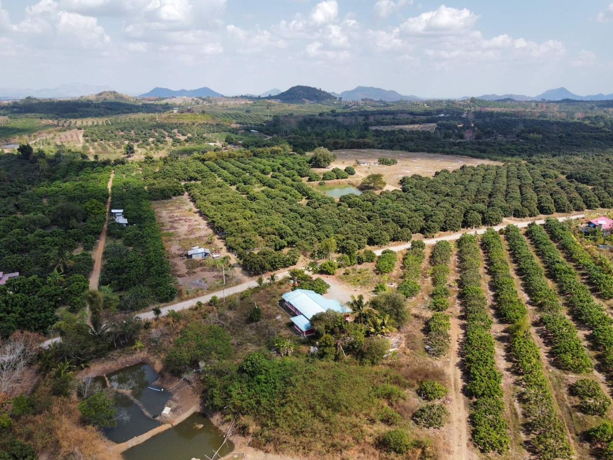 Longan orchard land for sale with house (Patong Subdistrict, Soi Dao District, Chanthaburi Province) next to the road, total area 37 rai. Longan orchard land for sale with house (Patong Subdistrict, Soi Dao District, Chanthaburi Province) next to the road, total area 37 rai.