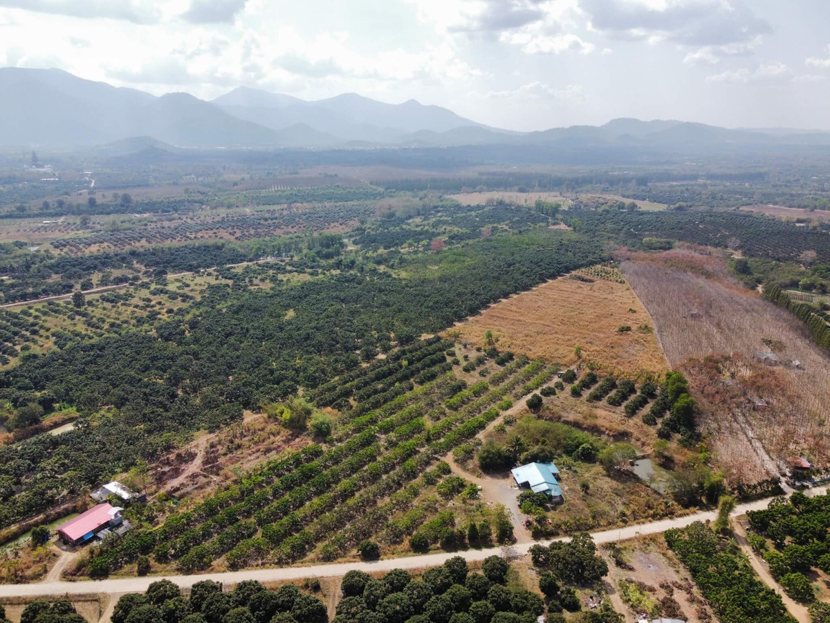 Longan orchard land for sale with house (Patong Subdistrict, Soi Dao District, Chanthaburi Province) next to the road, total area 37 rai. – รูปที่ 4