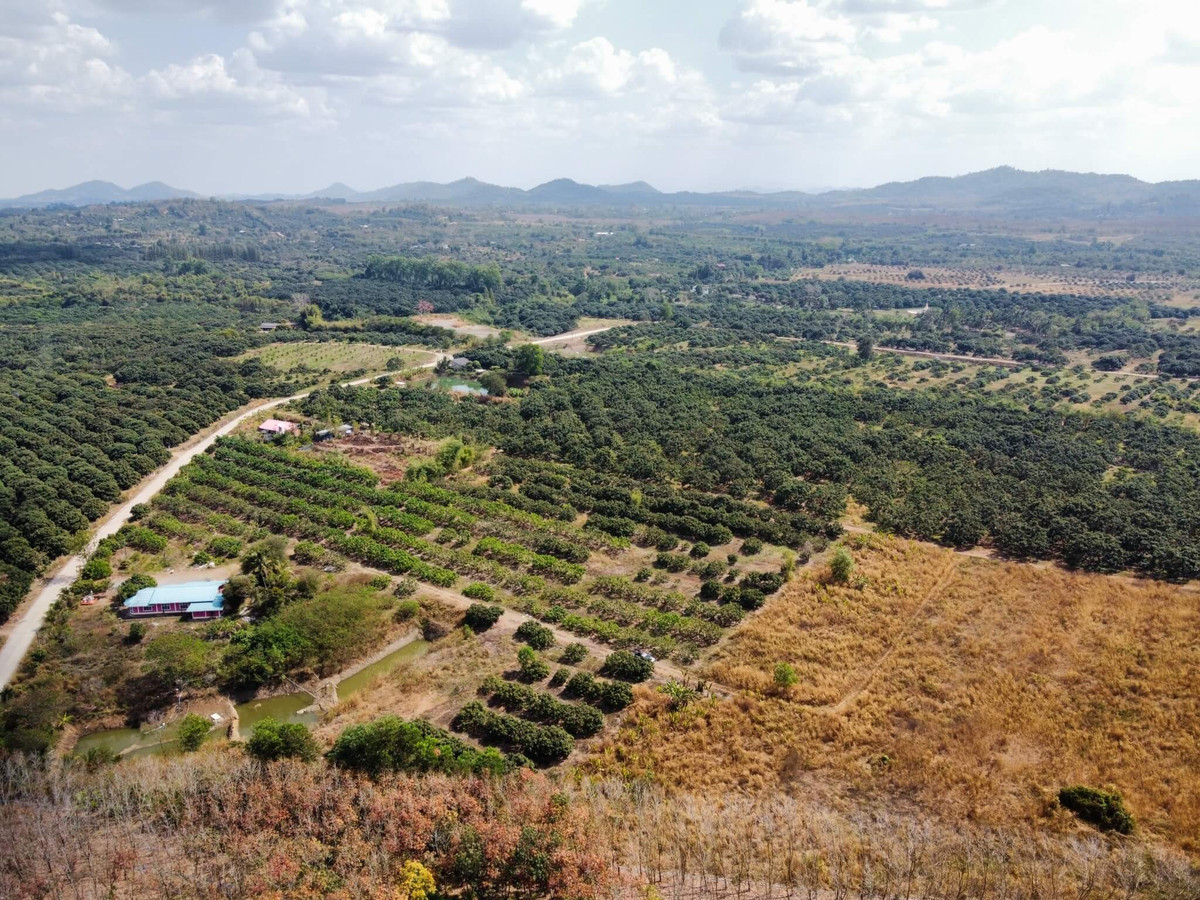 Longan orchard land for sale with house (Patong Subdistrict, Soi Dao District, Chanthaburi Province) next to the road, total area 37 rai. – รูปที่ 2