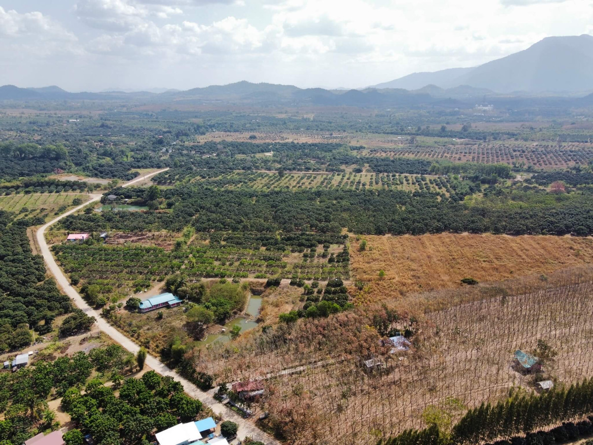 Longan orchard land for sale with house (Patong Subdistrict, Soi Dao District, Chanthaburi Province) next to the road, total area 37 rai. – รูปที่ 3