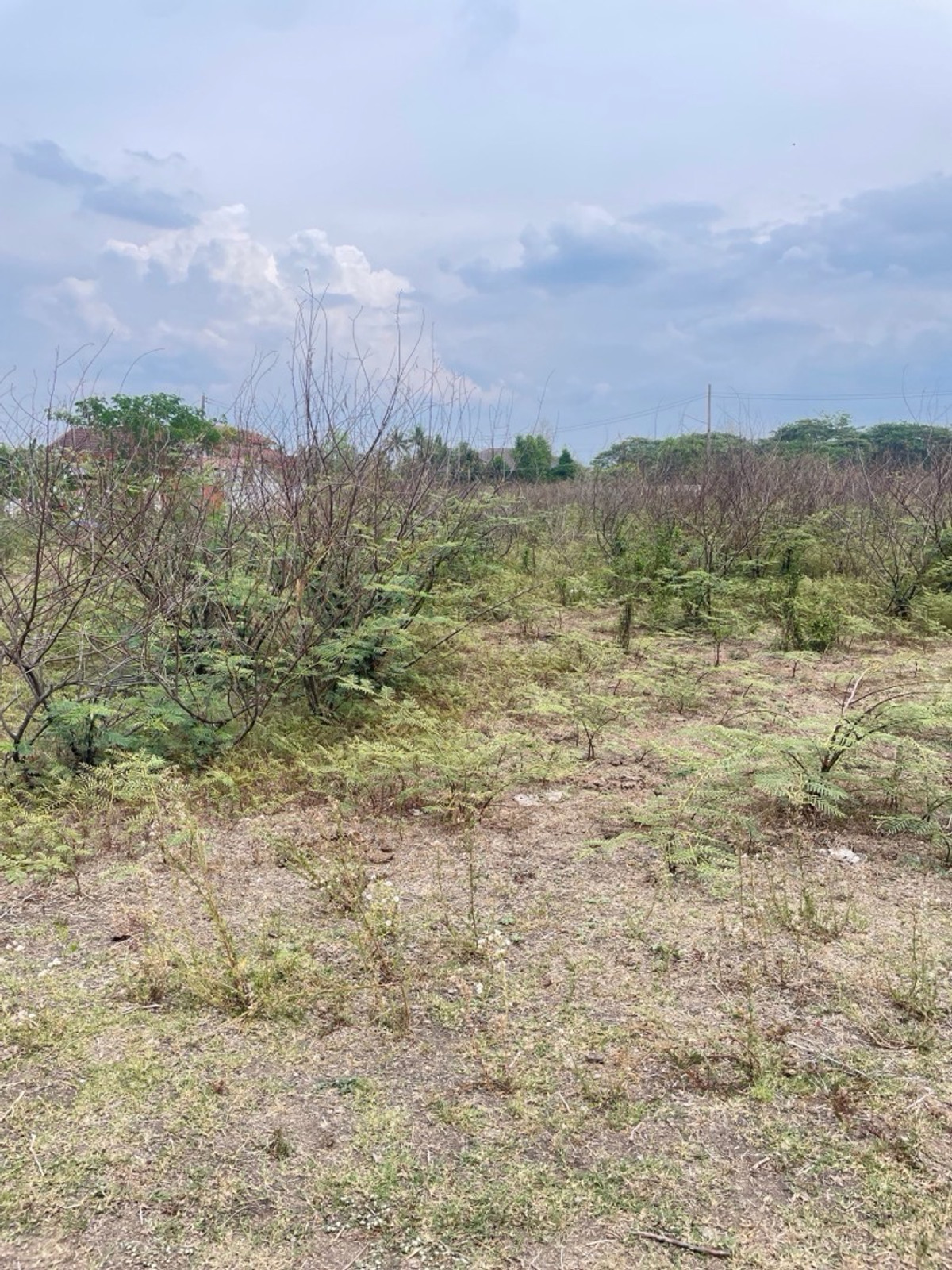Land for sale, 398.7 sq m, Pa Bong, Saraphi, Chiang Mai, behind Suan Thammabunthaworn, very cheap price. – รูปที่ 4