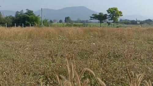 ที่ดินวังไทร-ปากช่อง วิวเขายายเที่ยง ล้อมรอบวิวเขา
