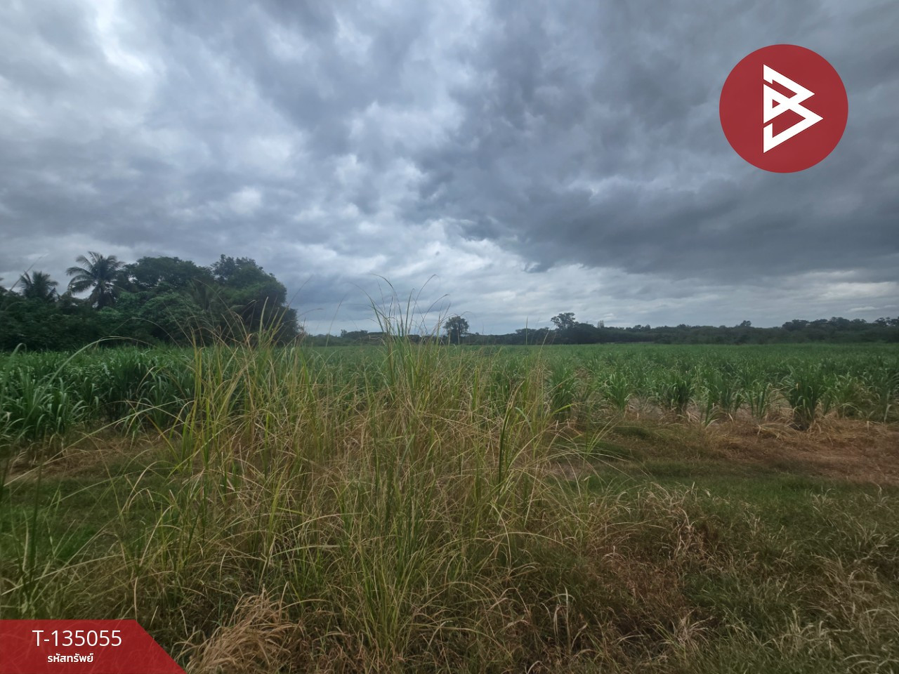 Land for sale, area 28 rai 2 ngan 69.4 sq m, Tha Yang, Phetchaburi. – รูปที่ 3