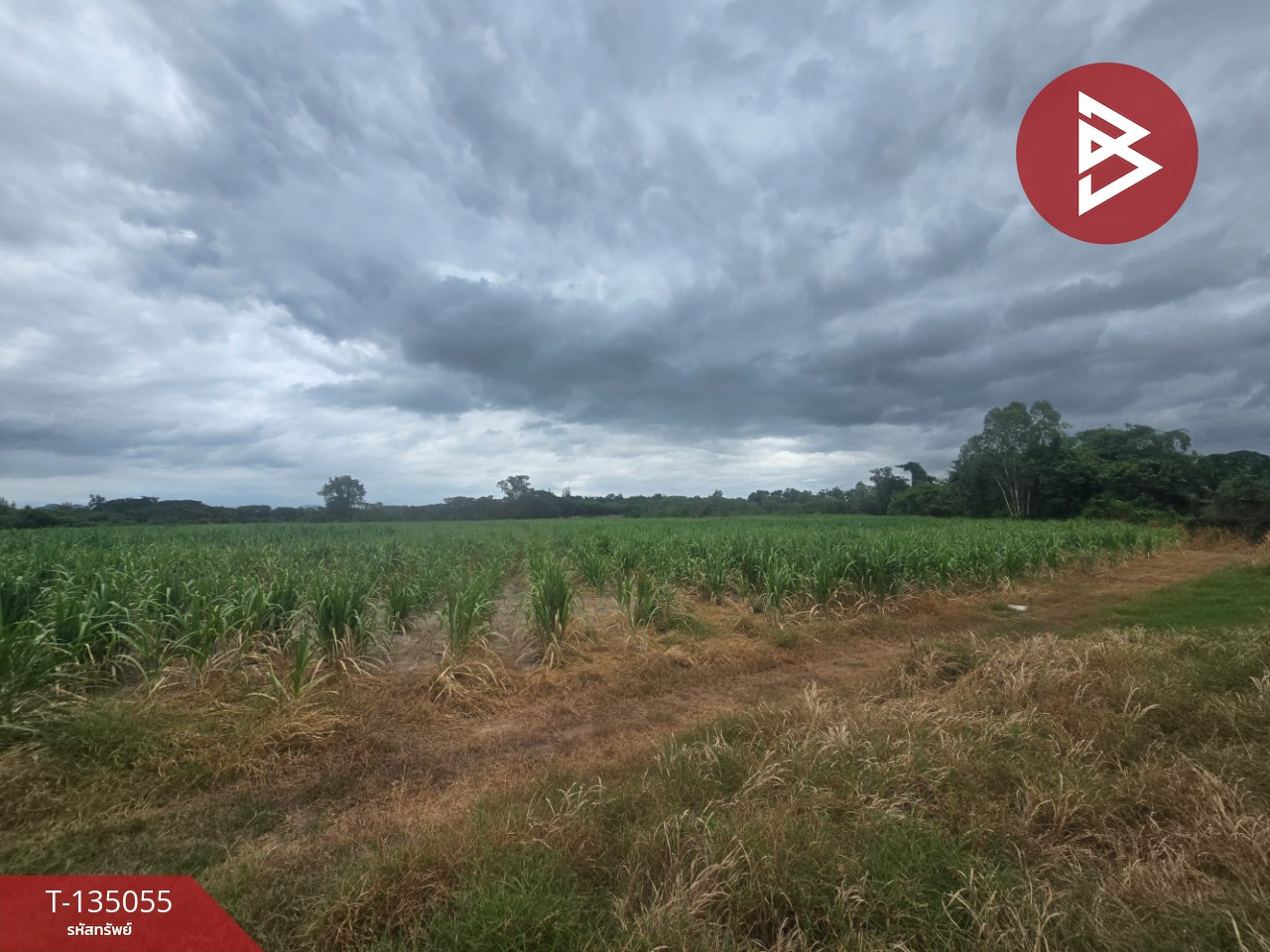 Land for sale, area 28 rai 2 ngan 69.4 sq m, Tha Yang, Phetchaburi. – รูปที่ 2