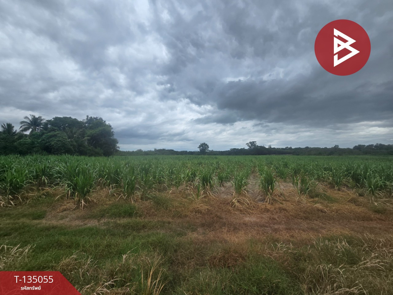 Land for sale, area 28 rai 2 ngan 69.4 sq m, Tha Yang, Phetchaburi. – รูปที่ 4