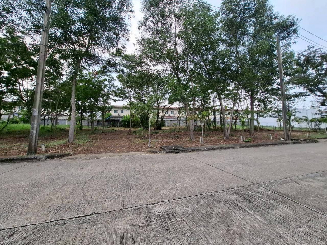 Land for sale in Forest Park project, 176 sq.wa, near Klong Two Road, only 400 m away. DD – รูปที่ 3