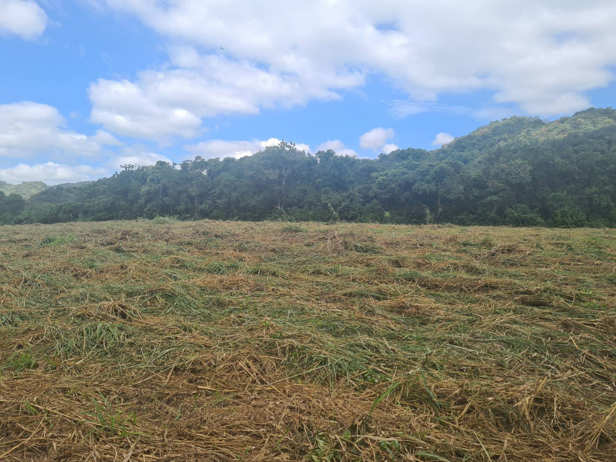 Cheap land for sale, 47-3-38 rai, Tha Klo Subdistrict, Kaeng Khoi District, Saraburi Province, good weather, mountain view, near many sunflower fields.