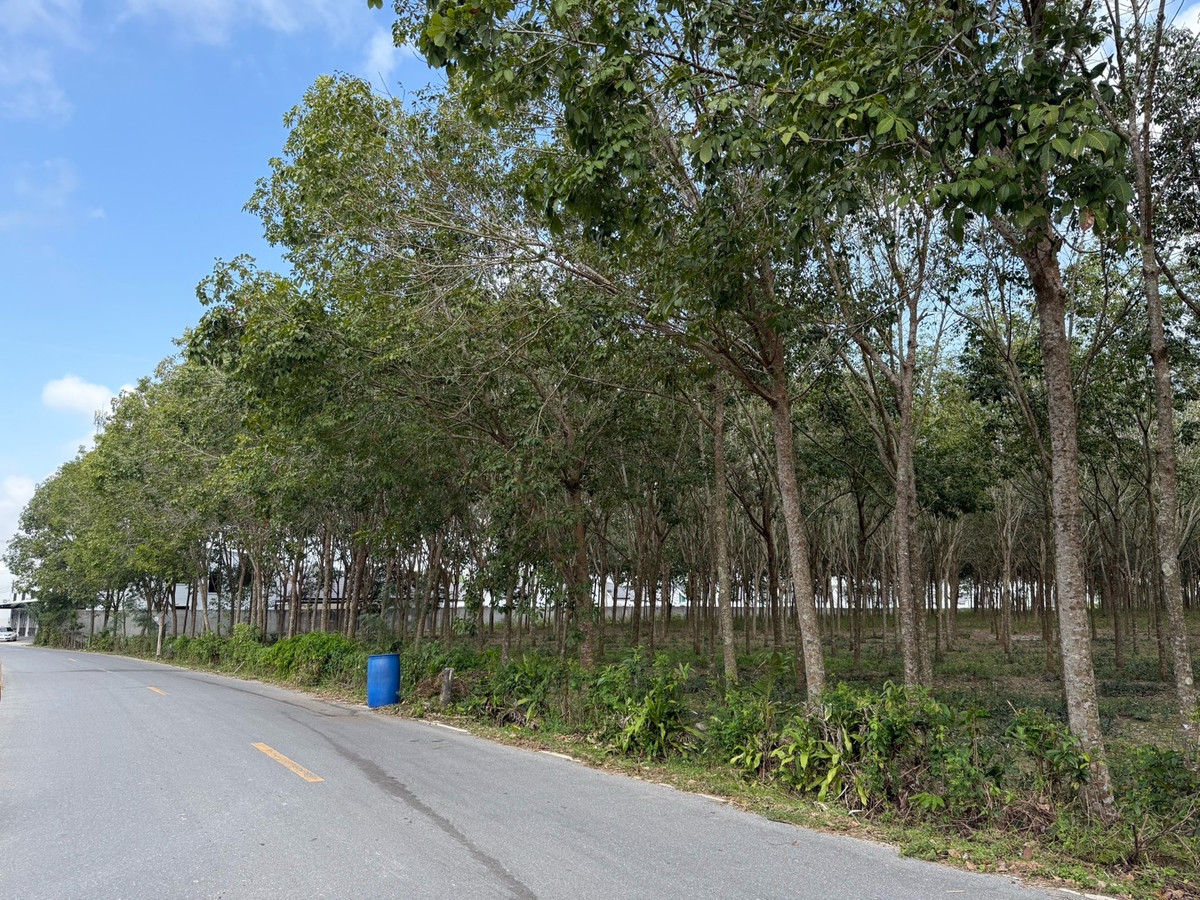 Land 18.5 rai, Hat Yai, near the main road, no flooding, 6 million baht per rai, title deed ready for transfer. – รูปที่ 4