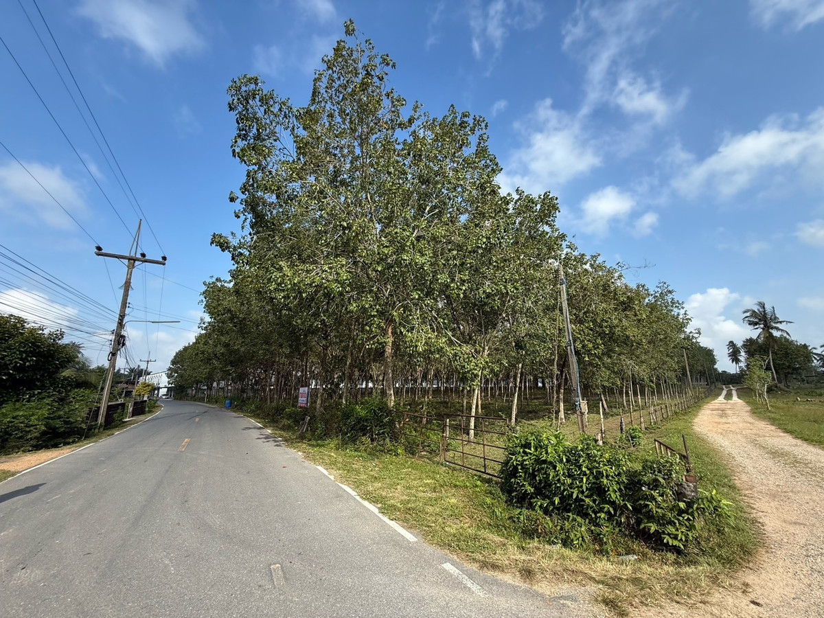Land 18.5 rai, Hat Yai, near the main road, no flooding, 6 million baht per rai, title deed ready for transfer. – รูปที่ 2