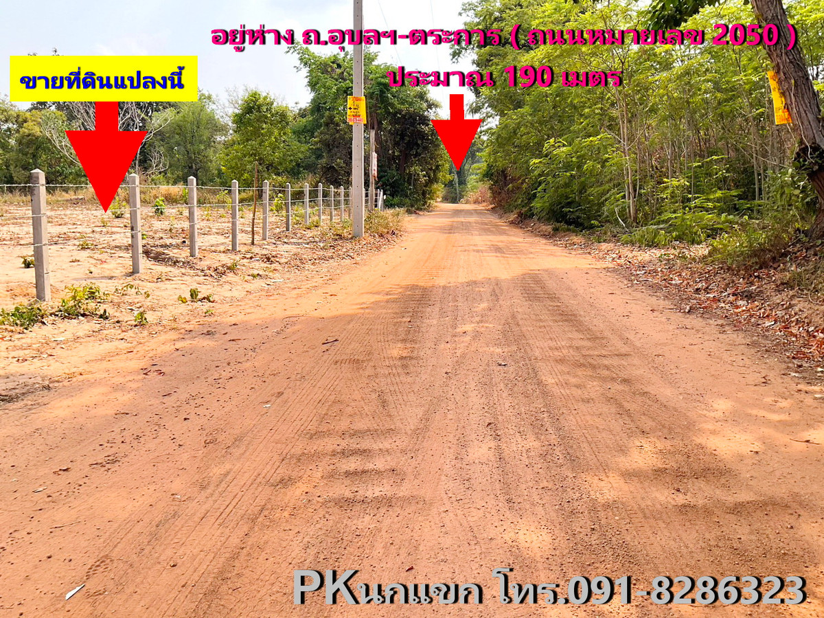 ขายที่ดิน อำเภอเหล่าเสือโก้ก อุบลราชธานี อยูใกล้ บิ๊กแบง แกลอรี คาเฟ่ – รูปที่ 3