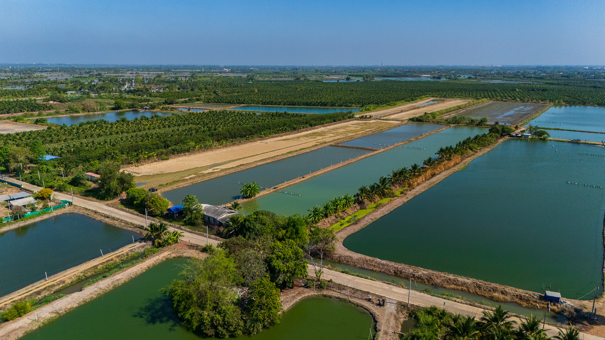 ขายที่ดินทำการเกษตร บ่อ-กุ้ง จังหวัดนครปฐม อำเภอเมืองนครปฐม