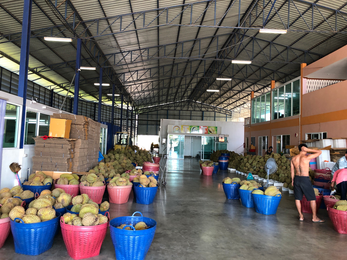 ขายโรงงาน เนื้อที่ 614 ตรว. พท.ใช้สอย 2400 ตรม. ห้องเย็นฟรีส 2 ชั้น ธุรกิจอาหารทะเล,ผลไม้ และอื่นๆสินค้าแช่แข็งทุกชนิด ราคาต่ำกว่าทุน ขายเพียง 14,800,000 บาท – รูปที่ 3