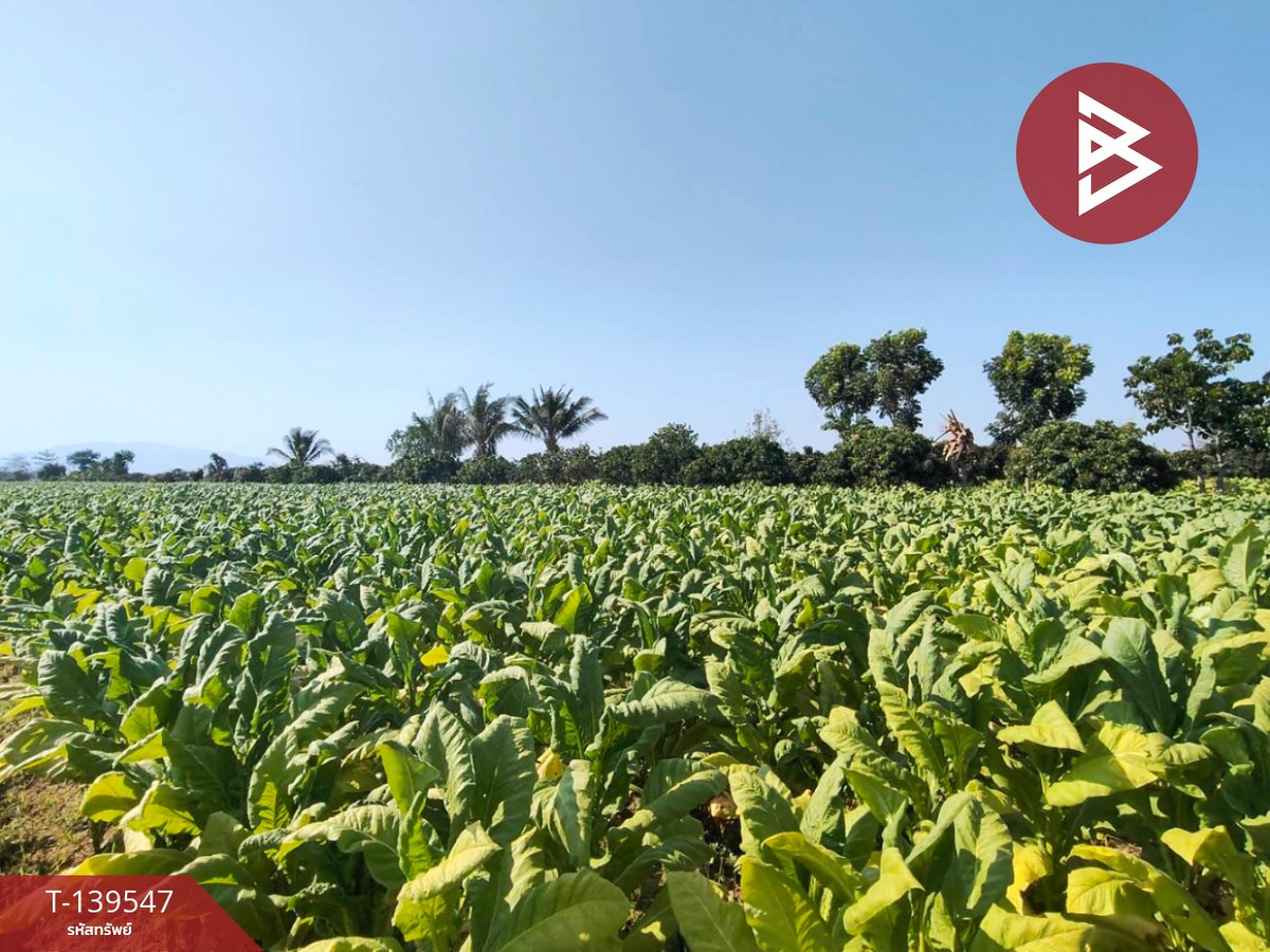 Land for sale, area 2 rai 95.6 sq m, San Kamphaeng, Chiang Mai. – รูปที่ 2