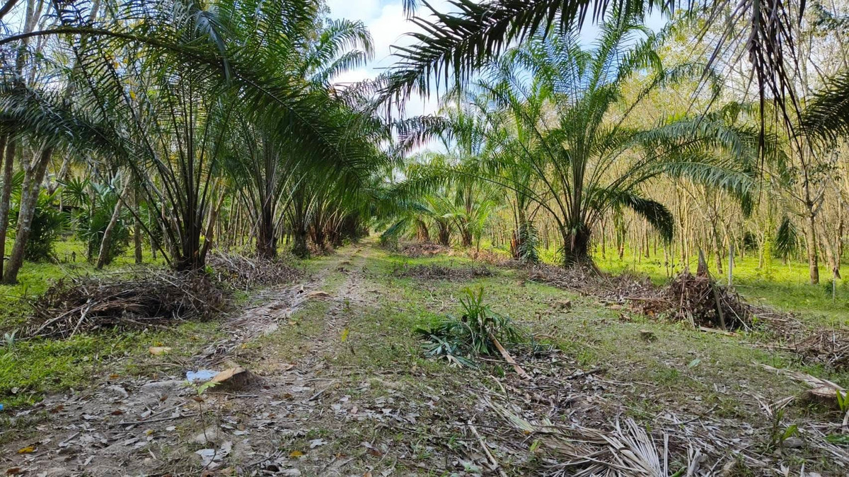 Garden land for sale, land in Ron Phibun District, area 2 rai 2 ngan 66.3 sq m, suitable for making a garden house. or kept as property – รูปที่ 3