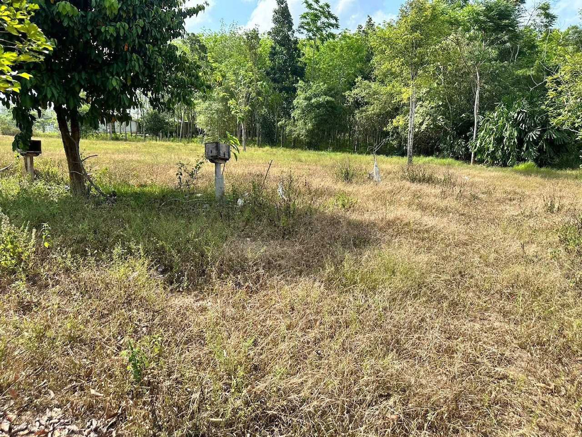 Land for Sale: 63m Frontage on Asian Highway Cha-uat, Nakhon Si Thammarat – รูปที่ 2