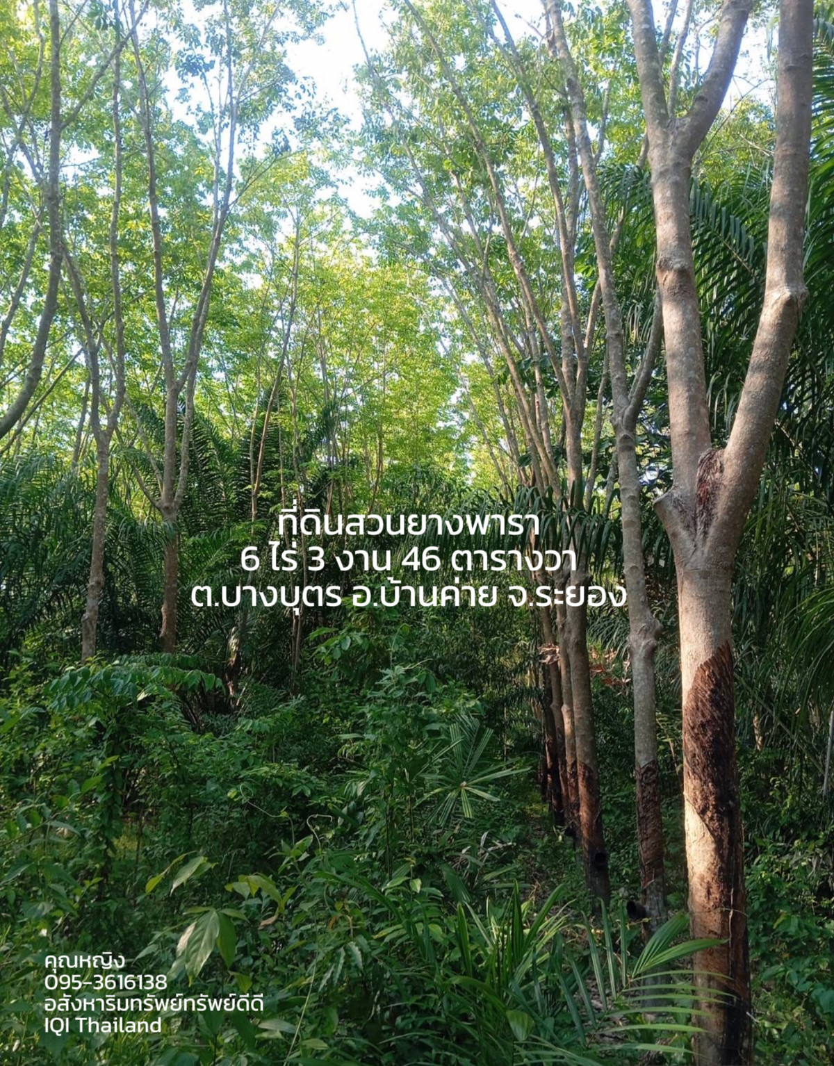 ขายที่ดินสวนยางพารา 6 ไร่ 3 งาน 46 ตารางวา ต.บางบุตร อ.บ้านค่าย จ.ระยอง – รูปที่ 3
