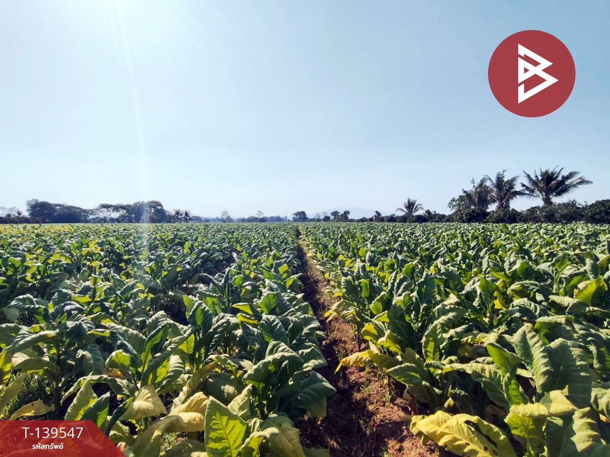 Land for sale, area 2 rai 95.6 sq m, San Kamphaeng, Chiang Mai.