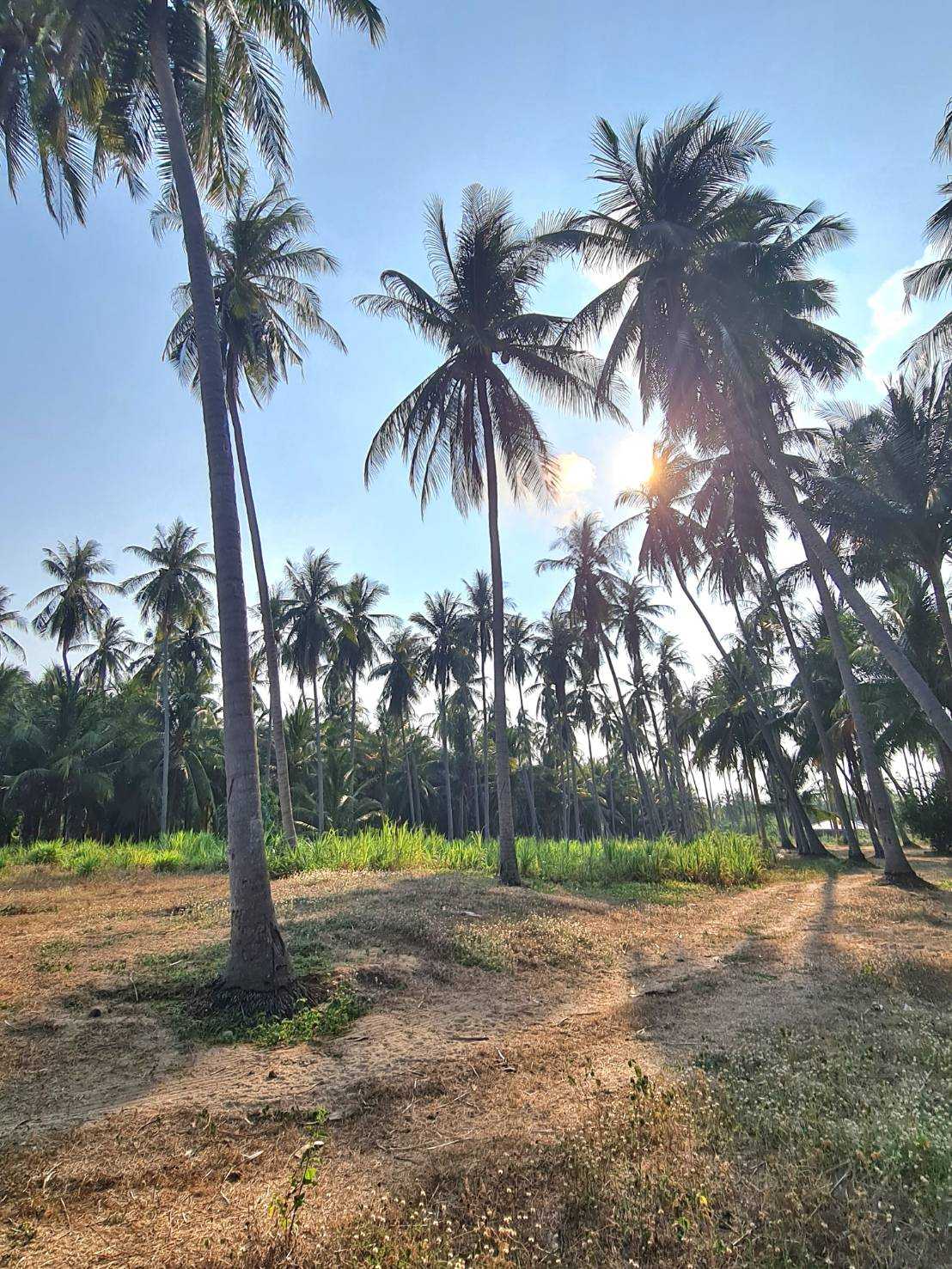 ด่วน! ขายที่ดินทำเลทอง ใกล้ทะเลหาดคลองวาฬ ประจวบฯ – รูปที่ 2