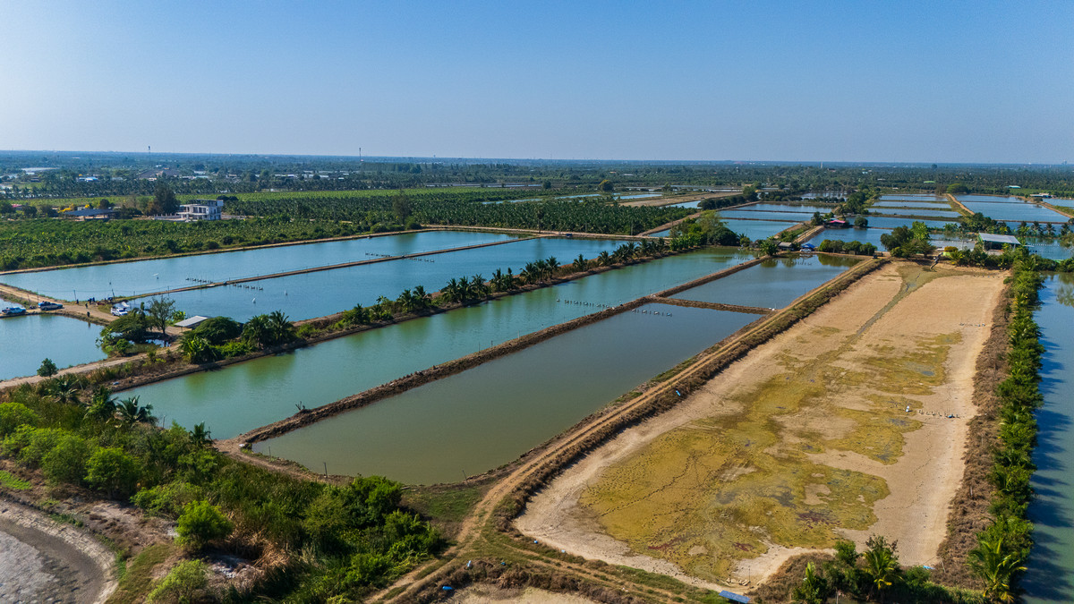 Agricultural land for sale, Bo-Kung, Nakhon Pathom Province. Mueang Nakhon Pathom District – รูปที่ 3