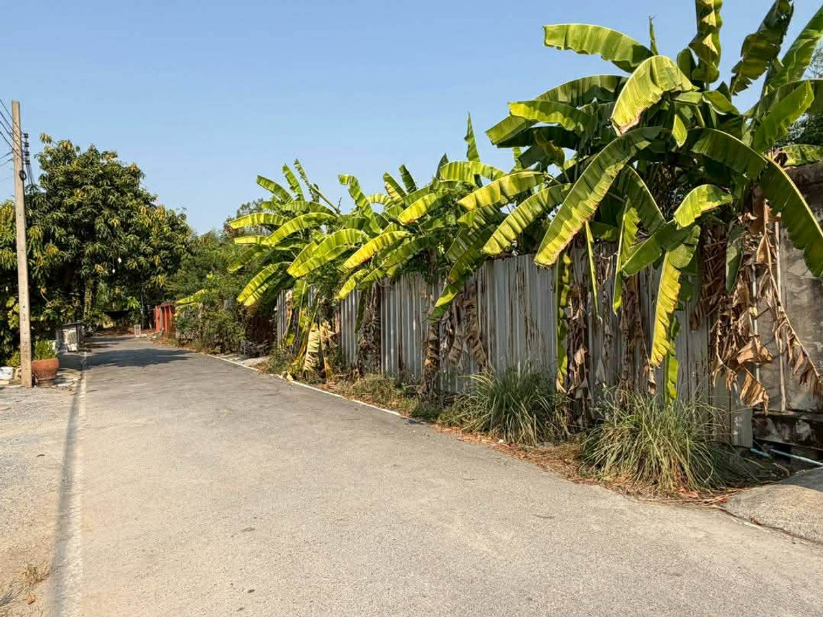 Empty land for sale, already fenced and filled. In Soi Wat Lat Pla Duk, Nonthaburi – รูปที่ 4