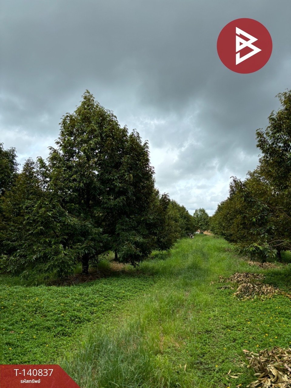 Land for sale with durian orchard, area 11 rai 81 square wa, Makham District, Chanthaburi.