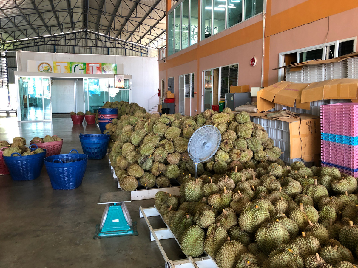 ขายโรงงาน เนื้อที่ 614 ตรว. พท.ใช้สอย 2400 ตรม. ห้องเย็นฟรีส 2 ชั้น ธุรกิจอาหารทะเล,ผลไม้ และอื่นๆสินค้าแช่แข็งทุกชนิด ราคาต่ำกว่าทุน ขายเพียง 14,800,000 บาท – รูปที่ 4