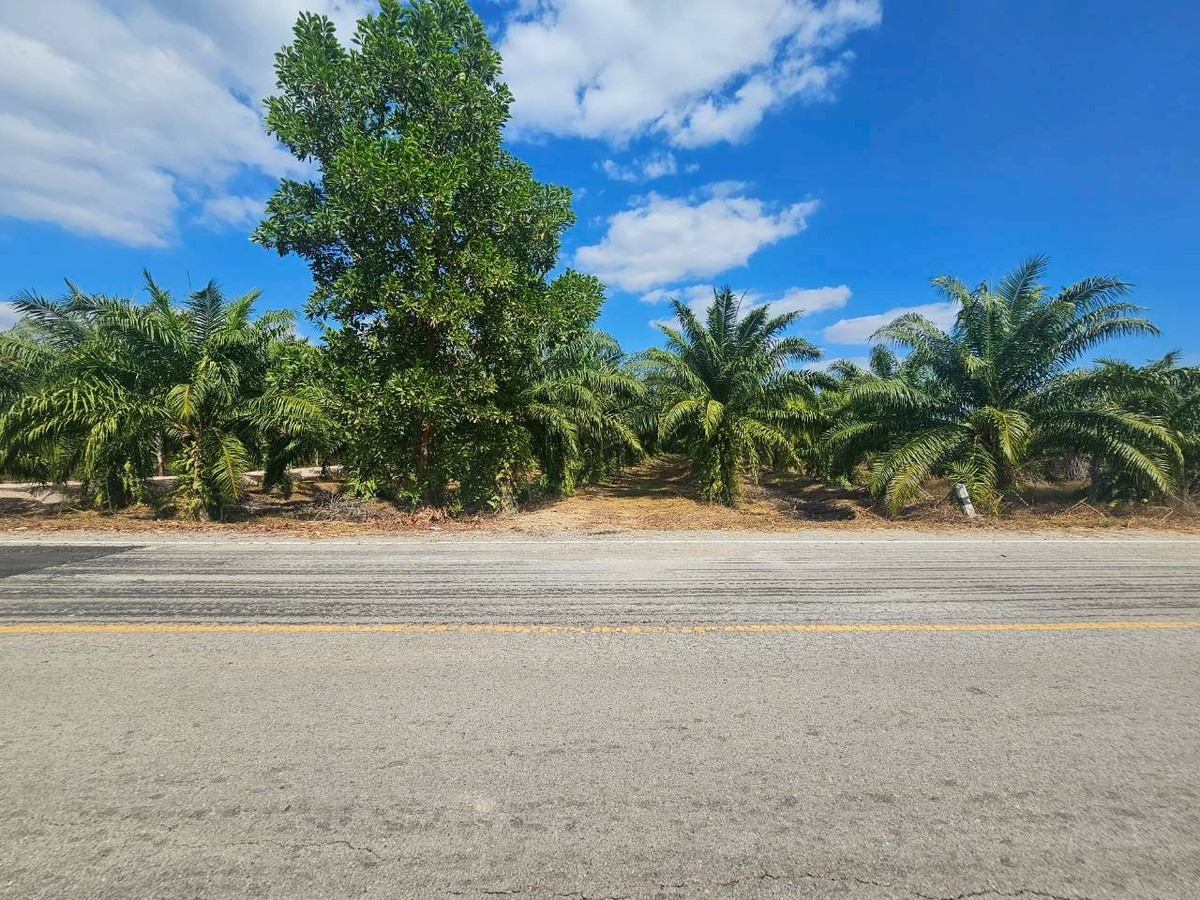 Land for sale, palm plantation, ready to cut, Ban Sang, Seka District, Bueng Kan, total area 5.3 rai, buy only 850,000 baht. Land for sale, palm plantation, ready to cut, Ban Sang, Seka District, Bueng Kan, total area 5.3 rai, buy only 850,000 baht.
