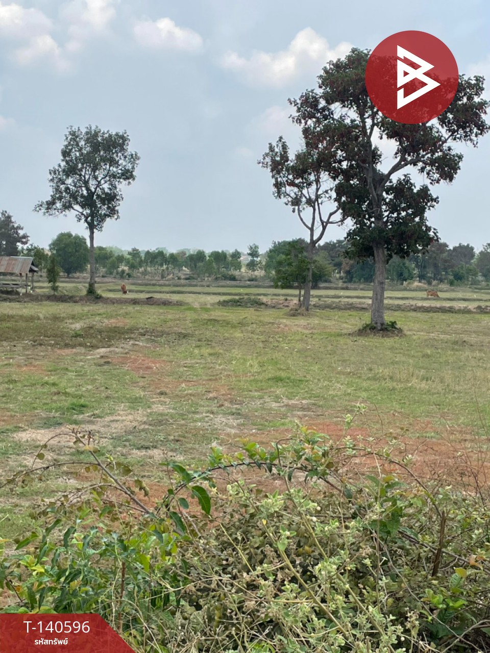 Land for sale, area 10 rai 44.1 sq m, Ban Mai Chaiphot, Buriram. – รูปที่ 3