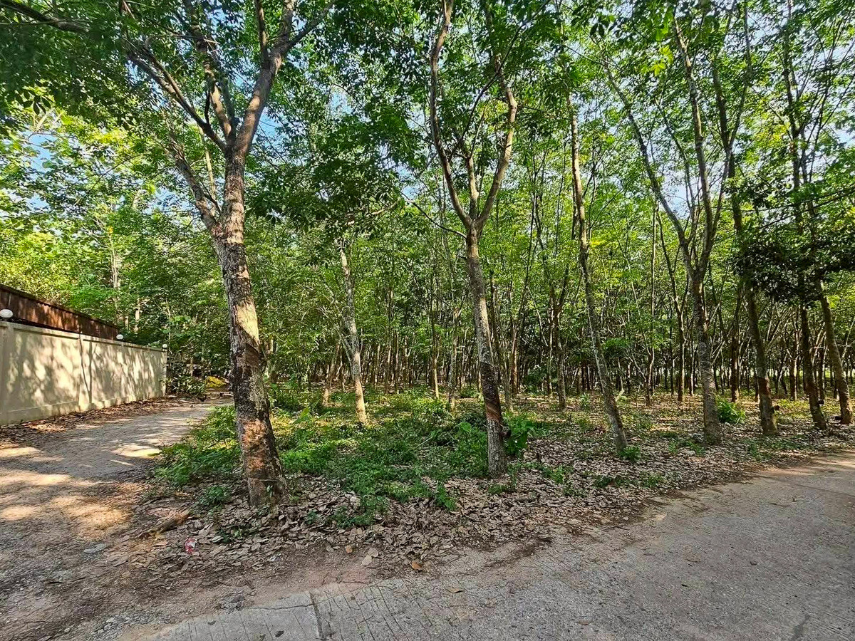Muang Lai Bowin land, Sri Racha, Chonburi, size 50 rai (2 plots next to each other), next to Rayong District (Mab Yang Phon). Muang Lai Bowin land, Sri Racha, Chonburi, size 50 rai (2 plots next to each other), next to Rayong District (Mab Yang Phon).