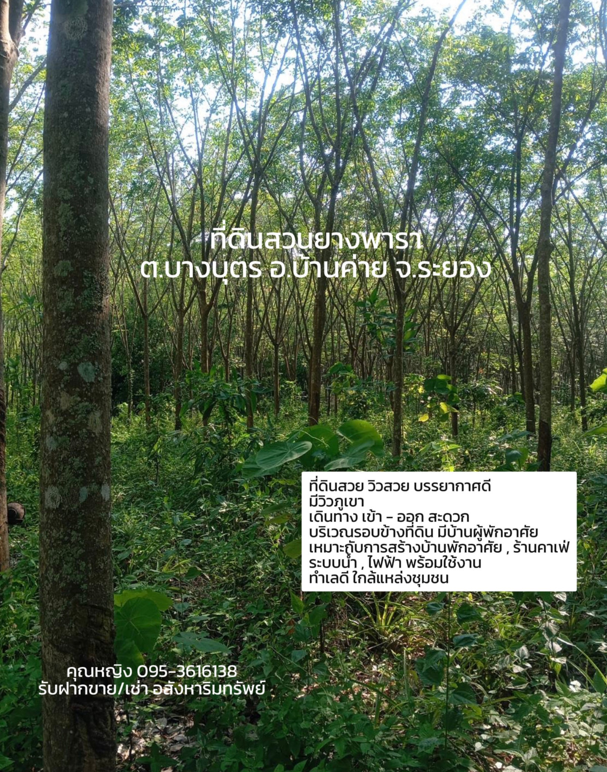 ขายที่ดิน สวนยางพารา  📍ต.บางบุตร อ.บ้านค่าย จ.ระยอง https://maps.app.goo.gl/zRhMsMuXzEkhvHAa8 ขนาดที่ดิน 9 ไร่ 3 งาน 65 ตารางวา หน้ากว้าง 91.55 x 213.10 เมตร – รูปที่ 4
