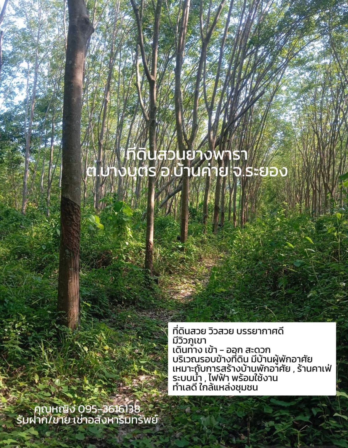 ขายที่ดิน สวนยางพารา  📍ต.บางบุตร อ.บ้านค่าย จ.ระยอง https://maps.app.goo.gl/zRhMsMuXzEkhvHAa8 ขนาดที่ดิน 9 ไร่ 3 งาน 65 ตารางวา หน้ากว้าง 91.55 x 213.10 เมตร – รูปที่ 3