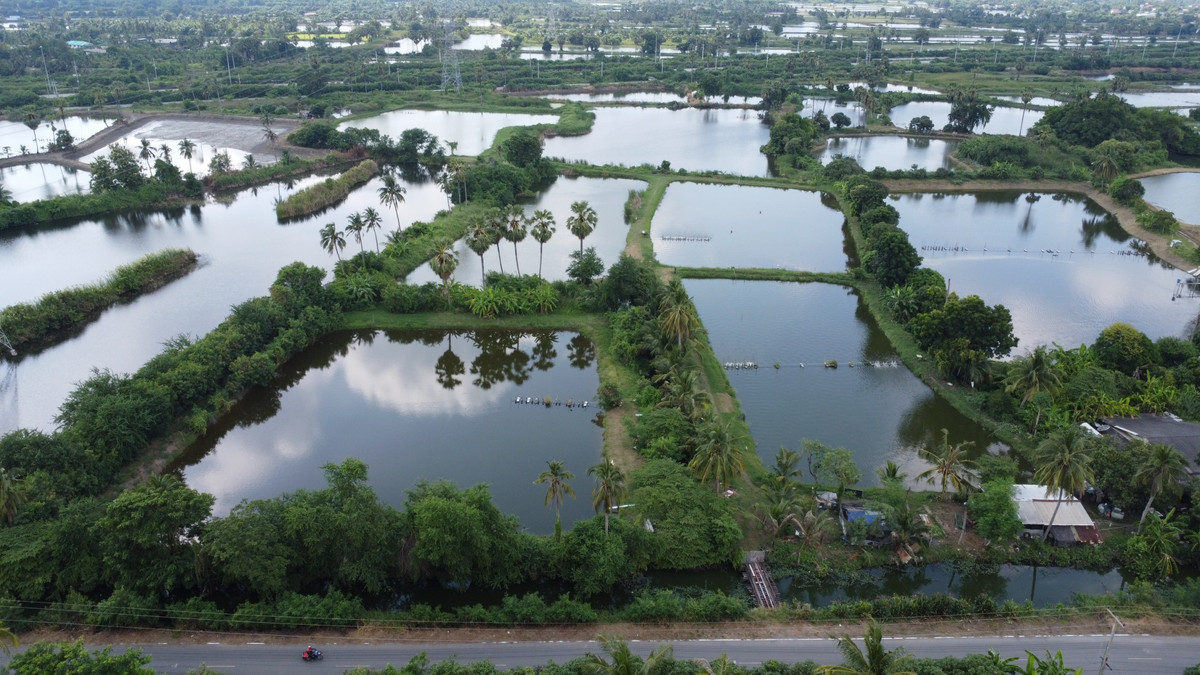 Land for sale, area 12 rai wide, suitable for developing a housing project, warehouse, or buying and storing for long-term investment 🚗💨 Convenient transportation, close to the community, easy to find food, good atmosphere, quiet ✨ – รูปที่ 2