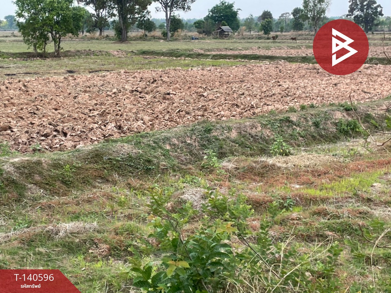 Land for sale, area 10 rai 44.1 sq m, Ban Mai Chaiphot, Buriram. – รูปที่ 2