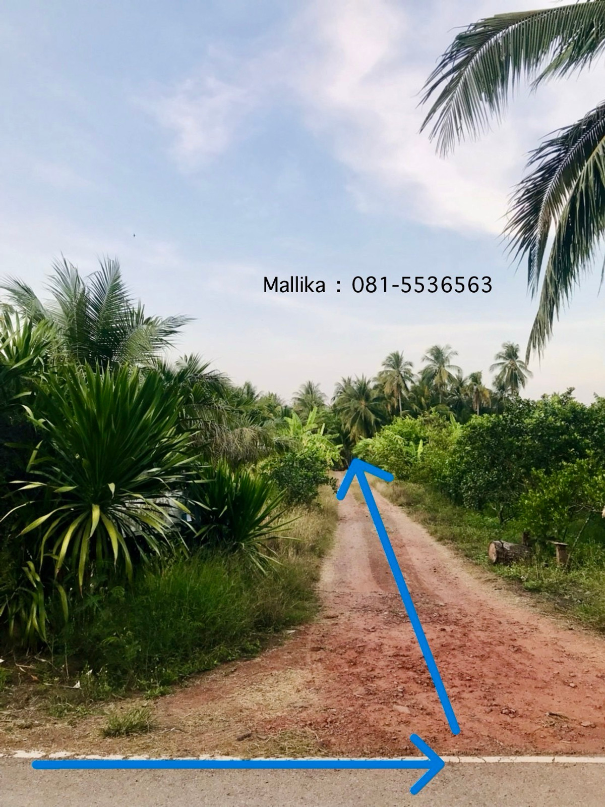 📣 [ขายด่วน] ที่ดินทำเลดี 588.5 ตร.ว. ติดถนนบางแค ซอย 10 อัมพวา – พื้นที่สวย สี่เหลี่ยม ใช้งานง่าย – รูปที่ 4