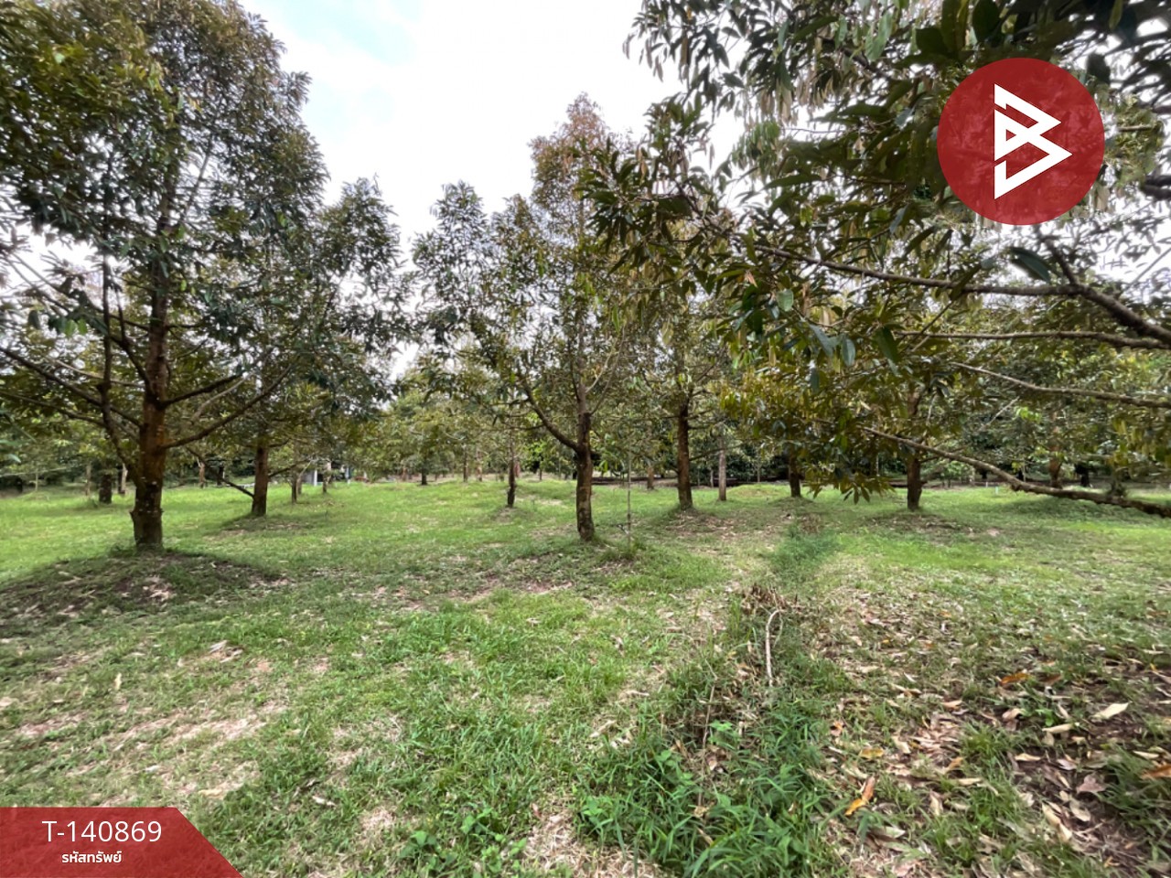 Land for sale, area 3 rai, Makham, Chanthaburi