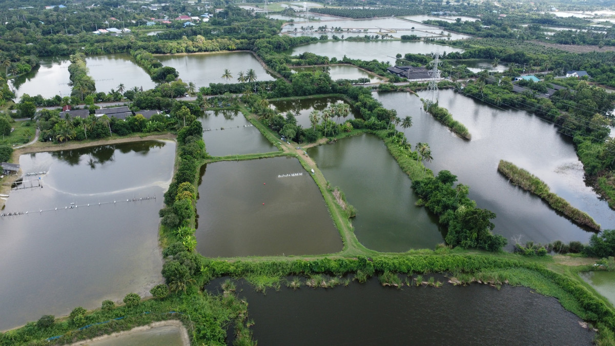 Land for sale, area 12 rai wide, suitable for developing a housing project, warehouse, or buying and storing for long-term investment 🚗💨 Convenient transportation, close to the community, easy to find food, good atmosphere, quiet ✨ – รูปที่ 4
