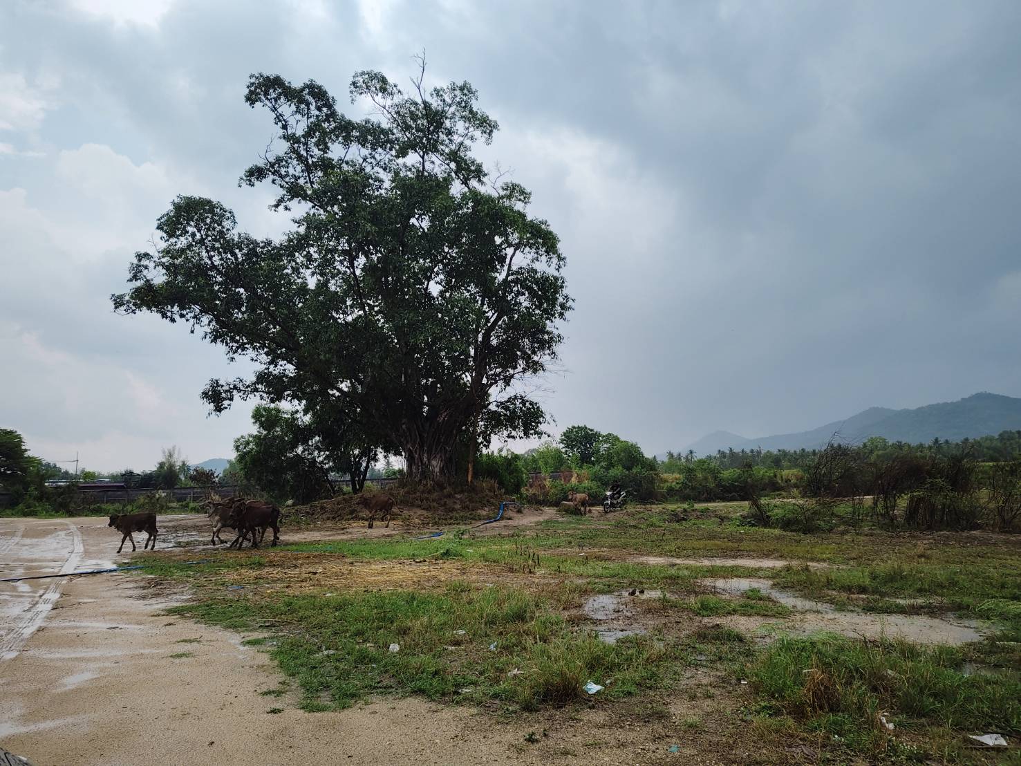 Land for sale in a potential location, Laem Chabang, near the port, suitable for long-term investment (can be sold separately) Land for sale in a potential location, Laem Chabang, near the port, suitable for long-term investment (can be sold separately)