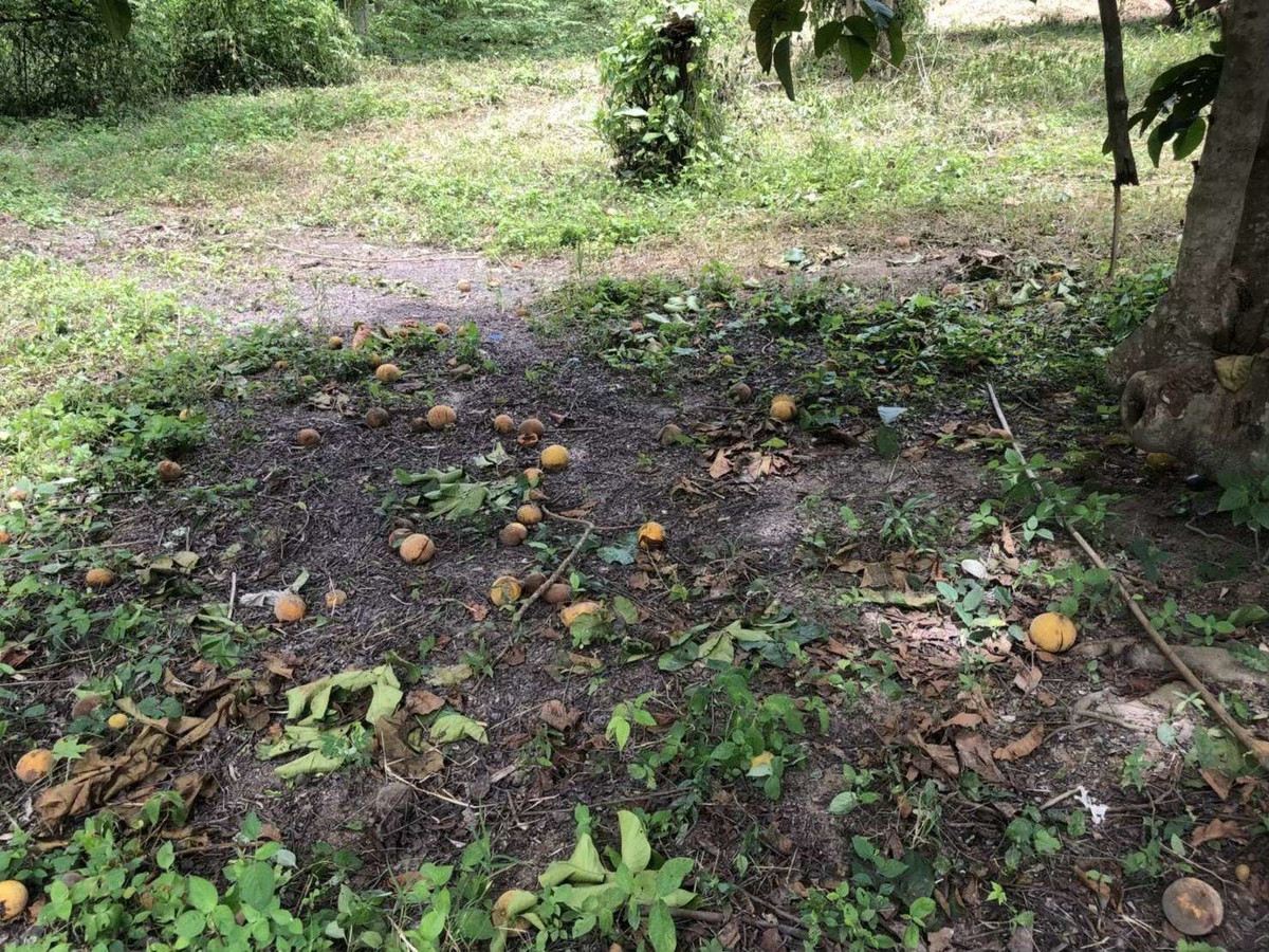 *For sale* Land next to a stream, Huai Khao Kho, Phetchabun Province, suitable for a resort. vacation home Price is only 4 million baht per rai. – รูปที่ 3