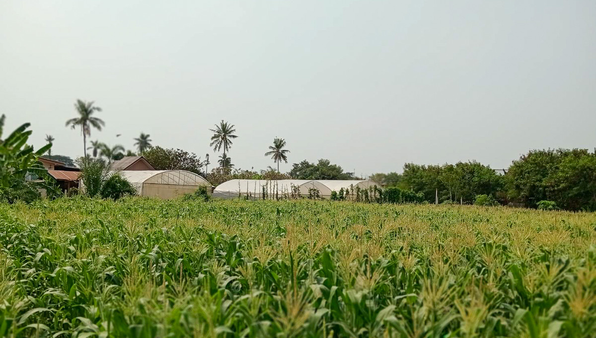 Land for sale, good location near Lotus Tha Yang, Phetchaburi, 4 rai.