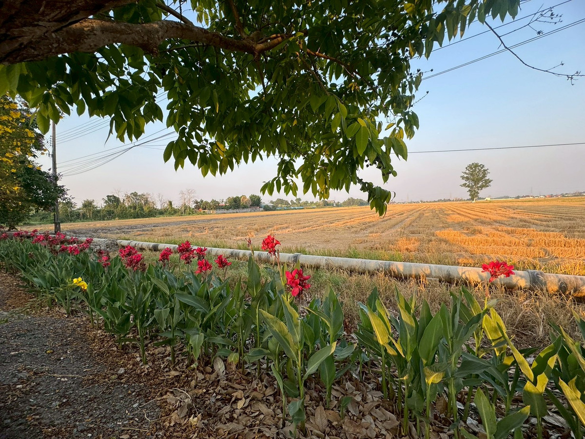 Large plot of land for sale, 86 rai, next to Pracha Samran Road. **Selling at an appraised price lower than the market** (N.2074) Large plot of land for sale, 86 rai, next to Pracha Samran Road. **Selling at an appraised price lower than the market** (N.2074)