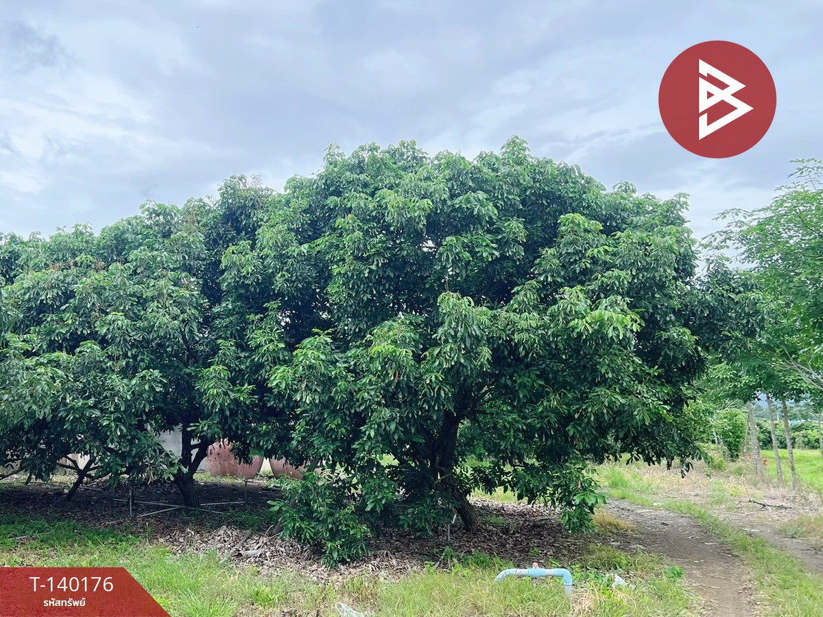 Land for sale, area 30 rai 1 ngan 38 square wah, Soi Dao, Chanthaburi. – รูปที่ 4