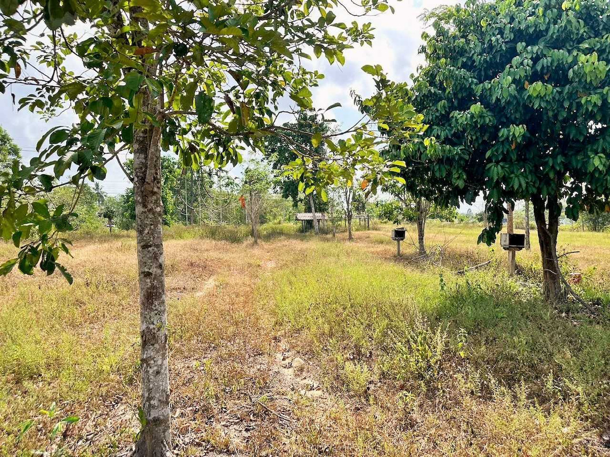 Land for Sale: 63m Frontage on Asian Highway Cha-uat, Nakhon Si Thammarat – รูปที่ 4