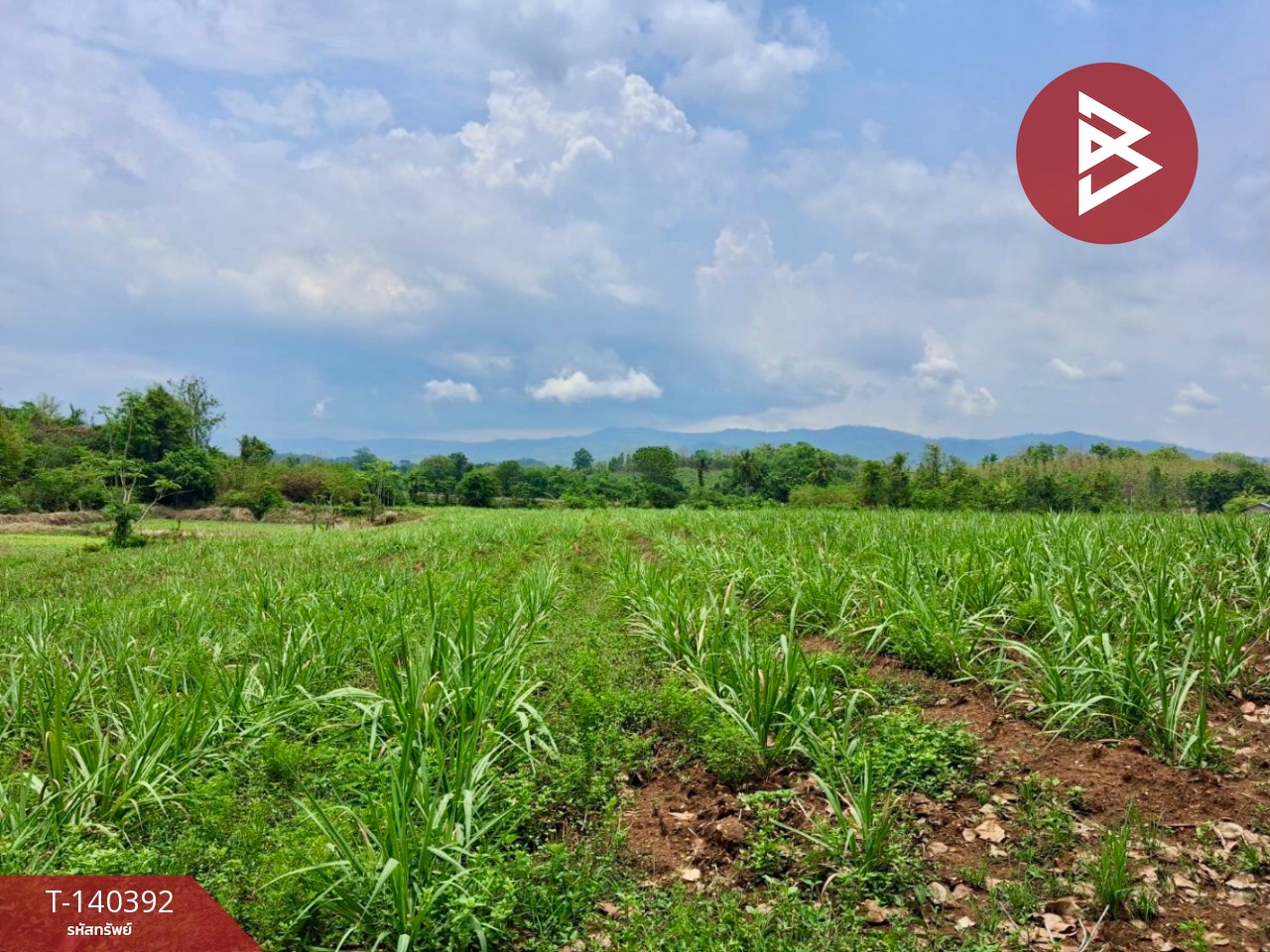 Land for sale, area 3 rai, Tha Pla, Uttaradit. Land for sale, area 3 rai, Tha Pla, Uttaradit.