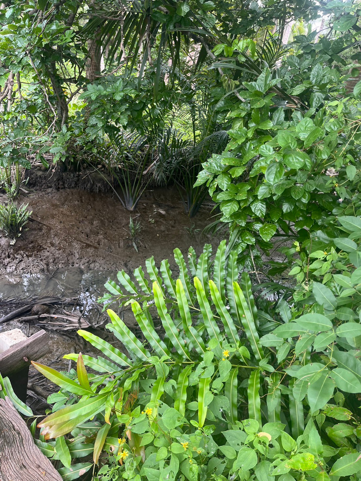 Land for sale, Mueang Samut Songkhram District, area 3-1-96 sq m. – รูปที่ 4