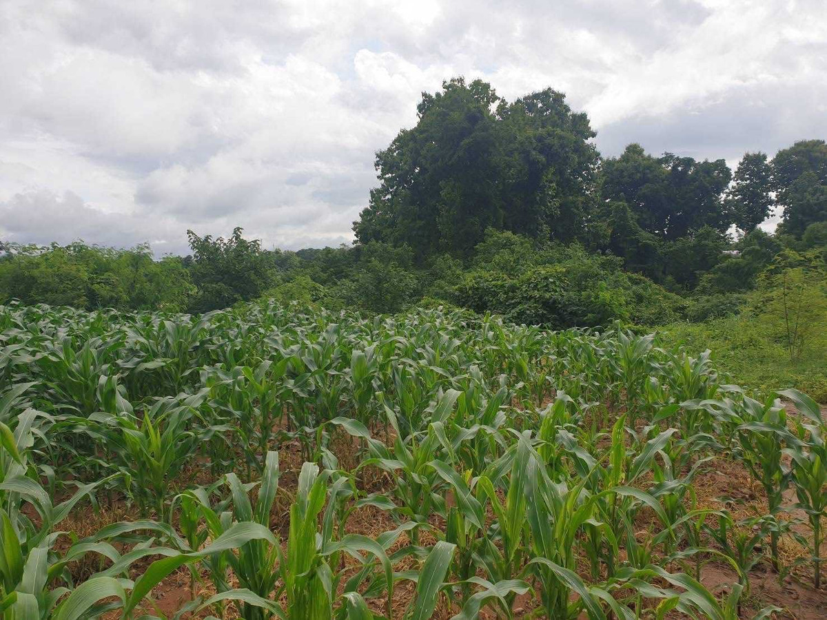 Beautiful piece of land next to the Yom River - mountain view, area 2 rai 2 ngan 17.4 square wah, Thung Laeng Subdistrict, Long District, Phrae Province, price 2,500,000 baht. Beautiful piece of land next to the Yom River - mountain view, area 2 rai 2 ngan 17.4 square wah, Thung Laeng Subdistrict, Long District, Phrae Province, price 2,500,000 baht.