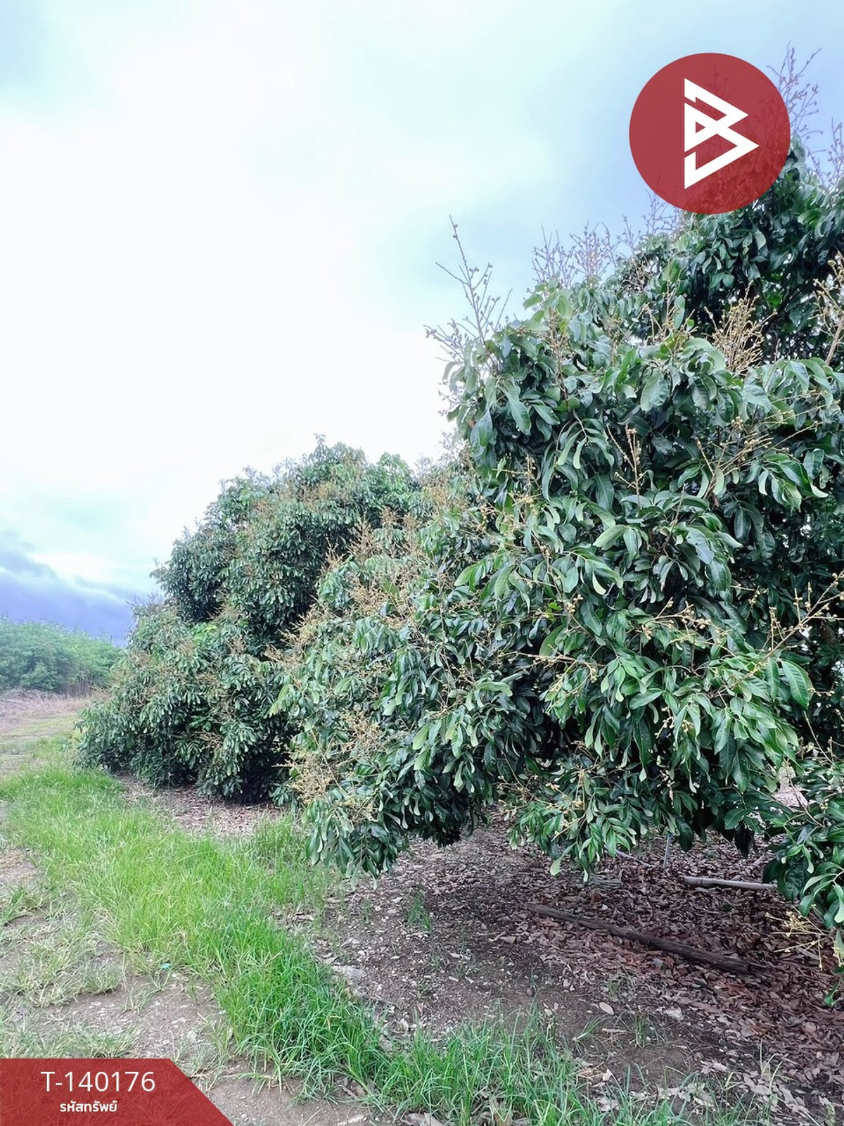 Land for sale, area 30 rai 1 ngan 38 square wah, Soi Dao, Chanthaburi. – รูปที่ 3