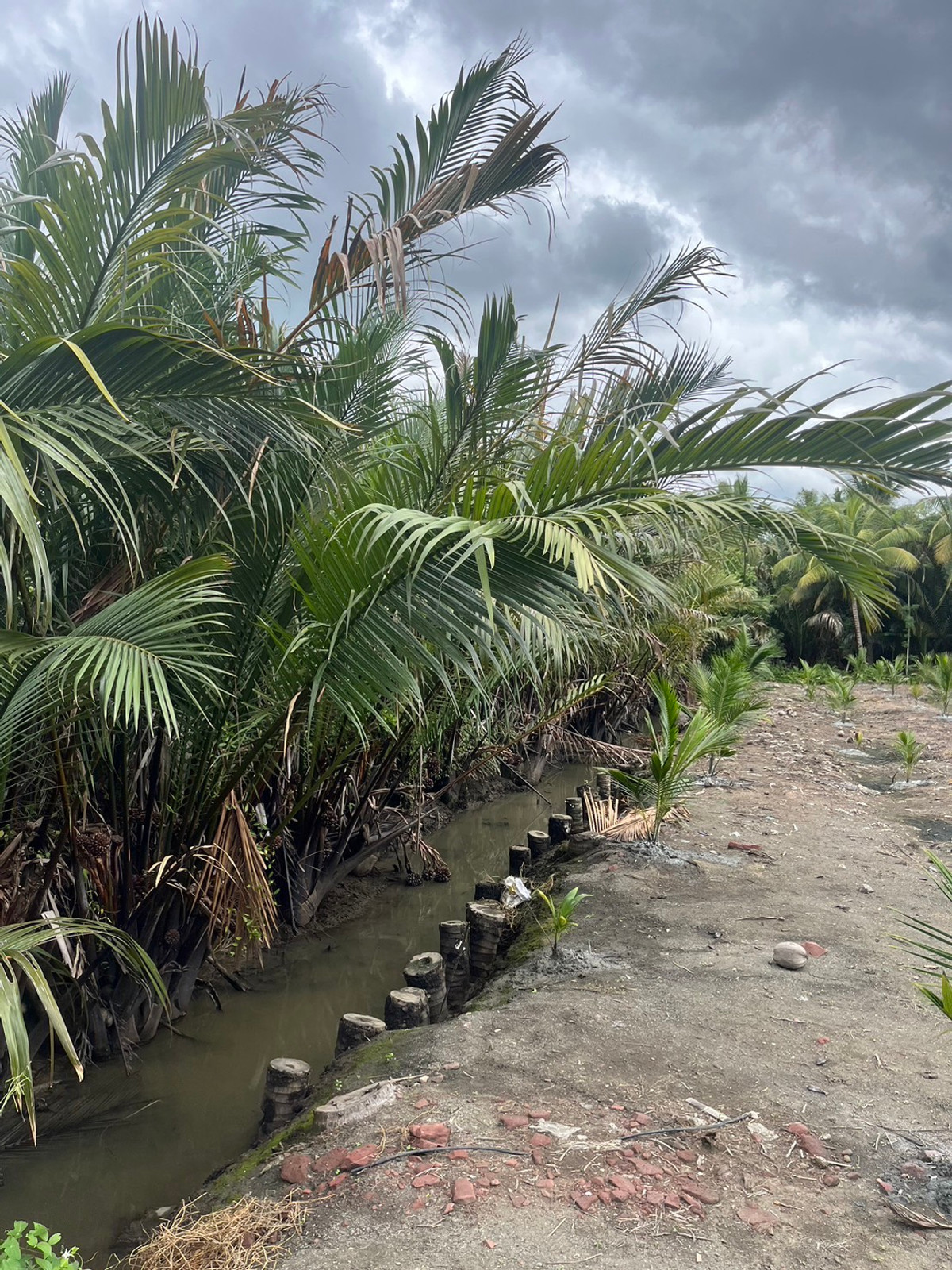 Land for sale, Mueang Samut Songkhram District, area 3-1-96 sq m. – รูปที่ 3