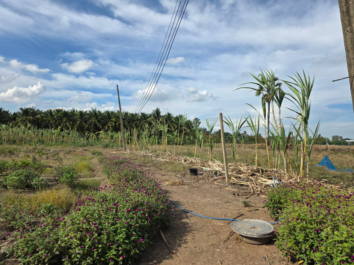Land for sale, 201 square wah, in Laem Bua Subdistrict, Nakhon Chai Si District, Nakhon Pathom Province, same alley as Lung Nai Fishing Pond. – รูปที่ 3